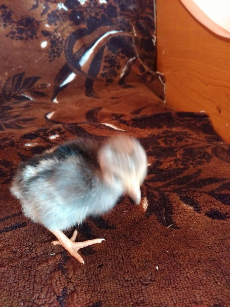 Puicuță!(Fuli) - Gat golas pitic