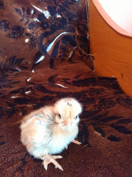 Puicuță!(Goluța) - Gat golas pitic