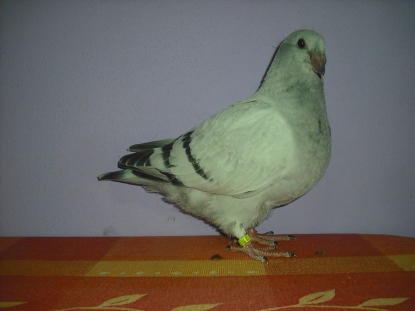 6865-17 - Tineret 2017