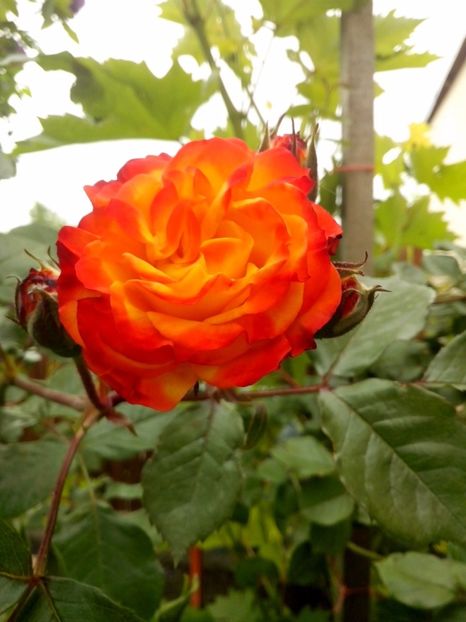 nr 14 urc. - 0 TRANDAFIRI DIMOV 2017