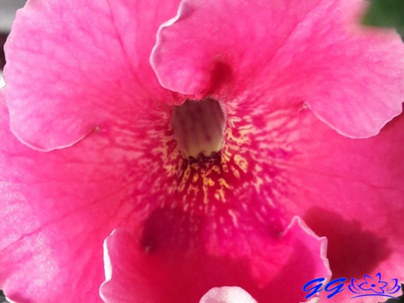 Arleta pink - 04 Achimenes - centrul florilor