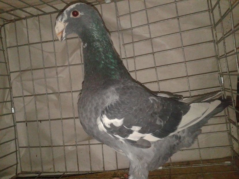 m 2016 vandut - Amintiri