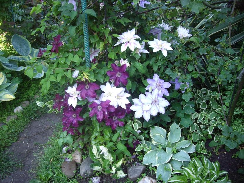 IMGP0452 - CLEMATITE - 2014-2017