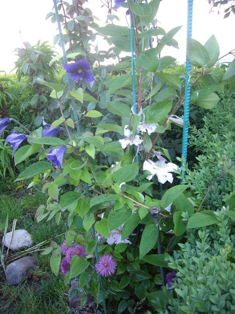 IMGP0455 - CLEMATITE - 2014-2017