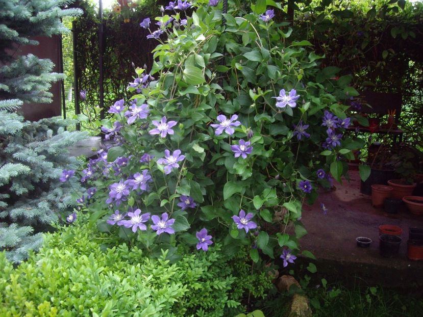 IMGP0598 - CLEMATITE - 2014-2017