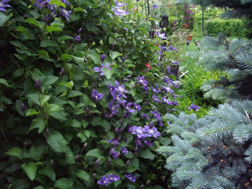 IMGP0599 - CLEMATITE - 2014-2017