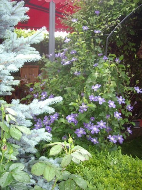 IMGP0601 - CLEMATITE - 2014-2017