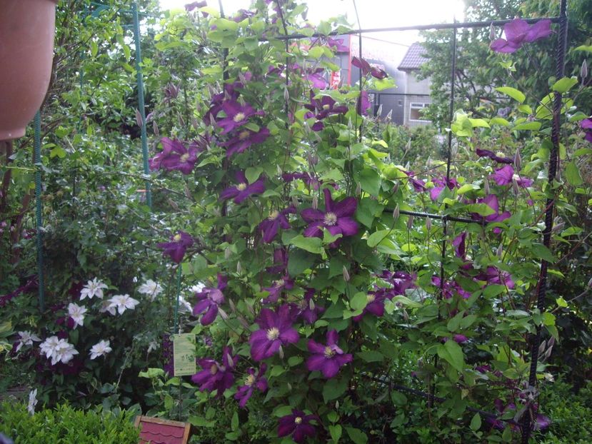 IMGP0602 - CLEMATITE - 2014-2017