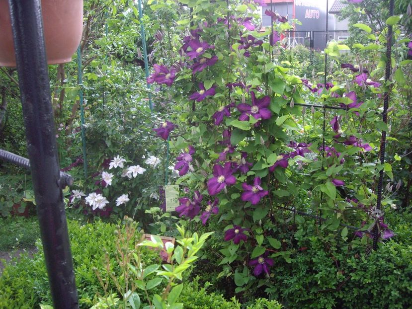 IMGP0603 - CLEMATITE - 2014-2017