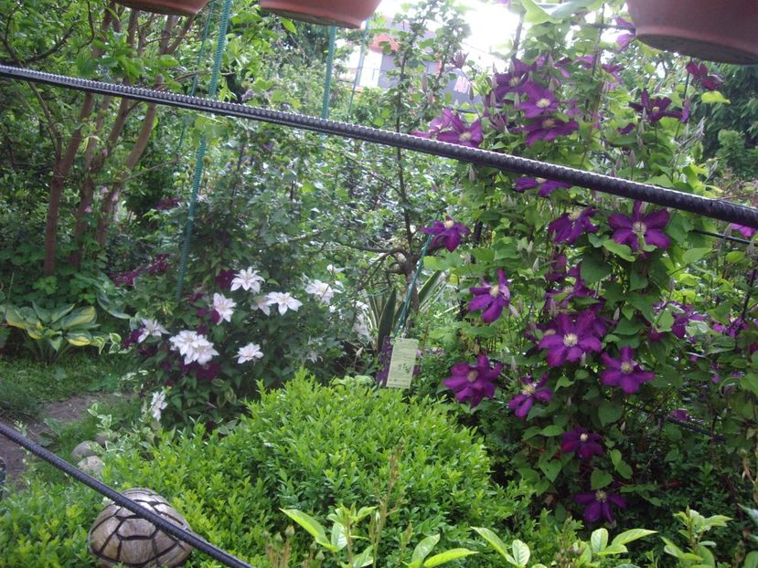 IMGP0604 - CLEMATITE - 2014-2017