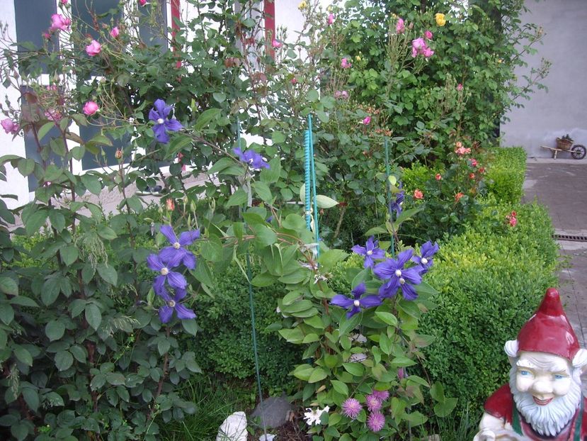 IMGP0605 - CLEMATITE - 2014-2017
