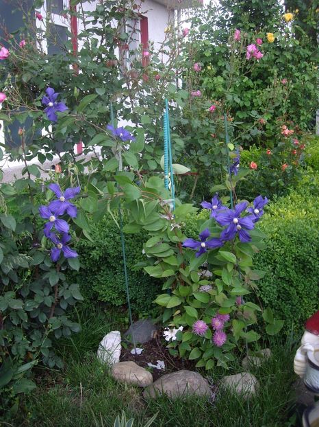 IMGP0606 - CLEMATITE - 2014-2017