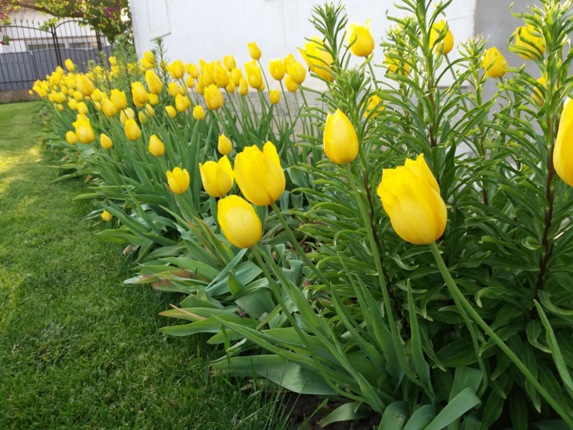 Picture 002 - Vara 2017