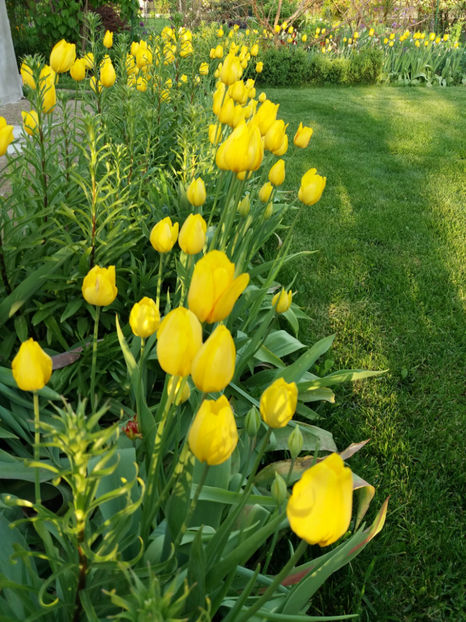 Picture 004 - Vara 2017