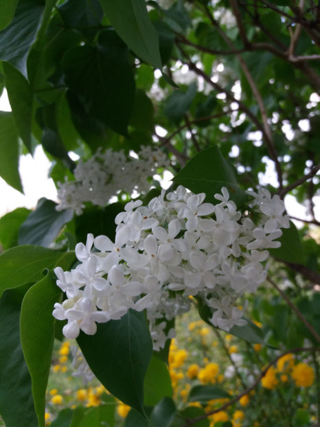 Picture 006 - Vara 2017