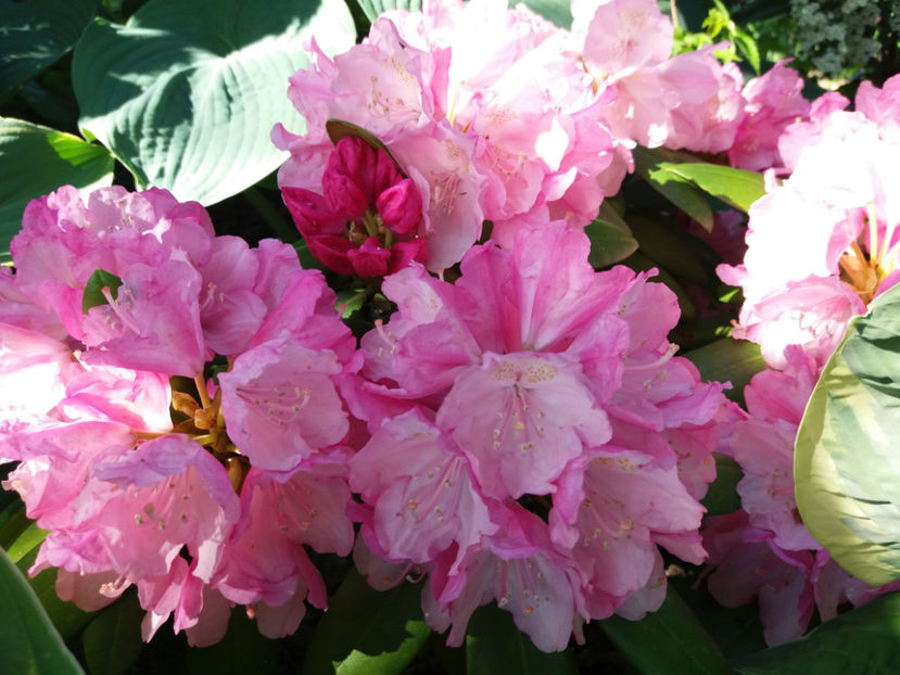 Picture 017 - Vara 2017