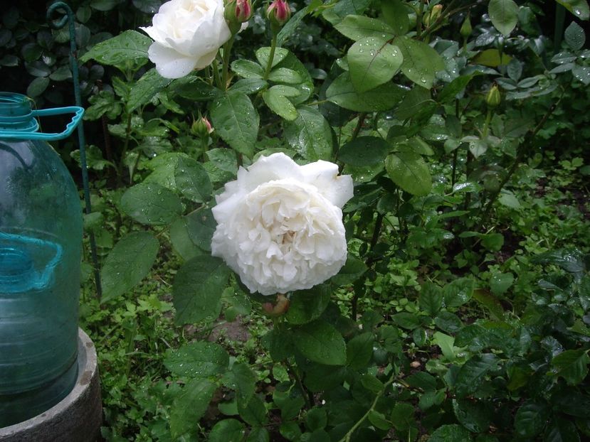 IMGP0556 - Trandafiri si peisaje 2017 -2