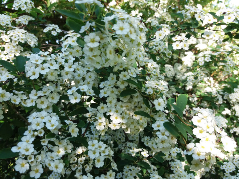 Picture 023 - Vara 2017