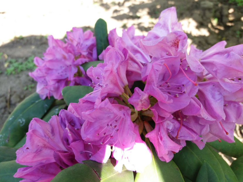 Picture 040 - Vara 2017