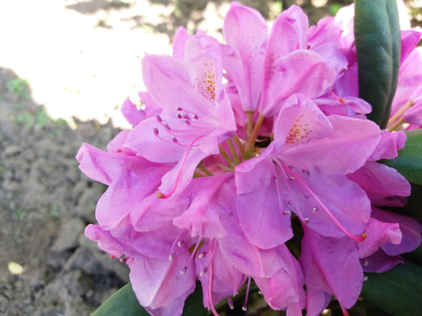 Picture 041 - Vara 2017