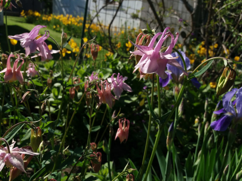 Picture 043 - Vara 2017