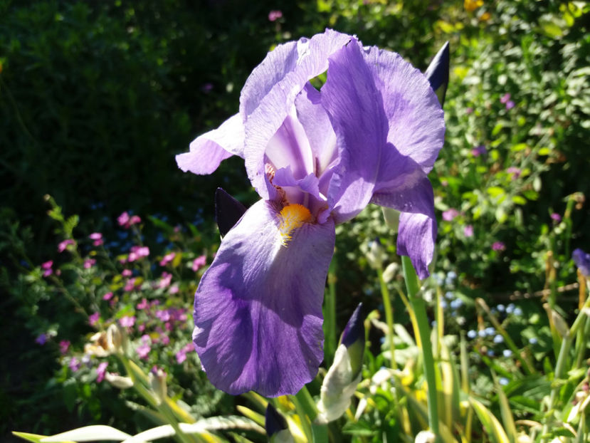 Picture 056 - Vara 2017