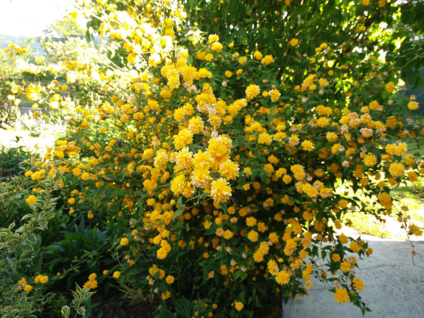 Picture 073 - Vara 2017