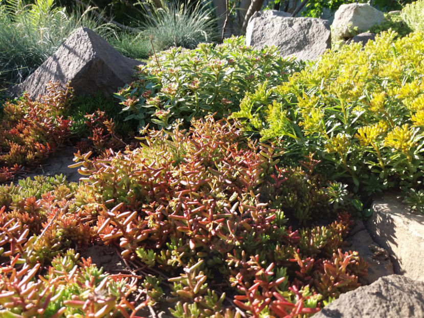 Picture 078 - Vara 2017