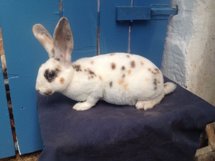  - Femela nr 1 rex tricolor 2017