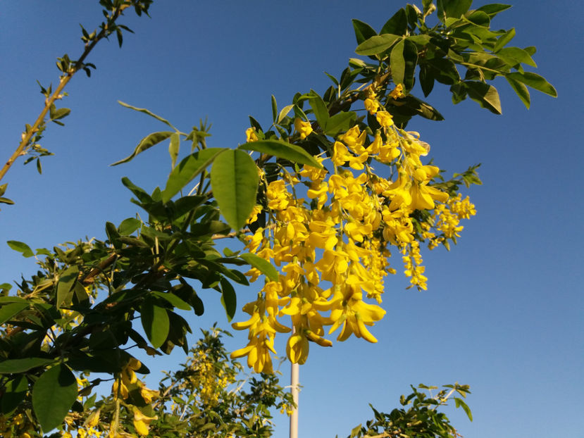 Picture 092 - Vara 2017