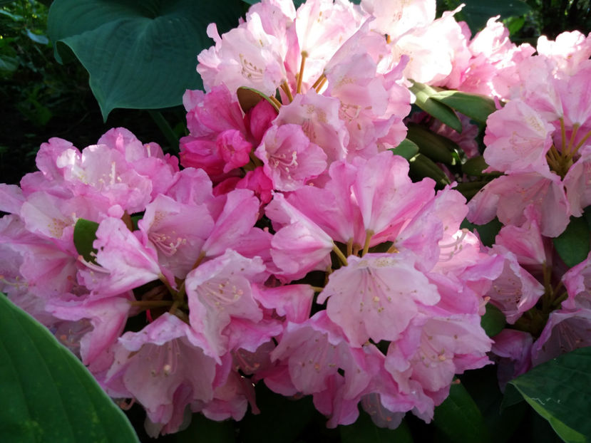 Picture 111 - Vara 2017