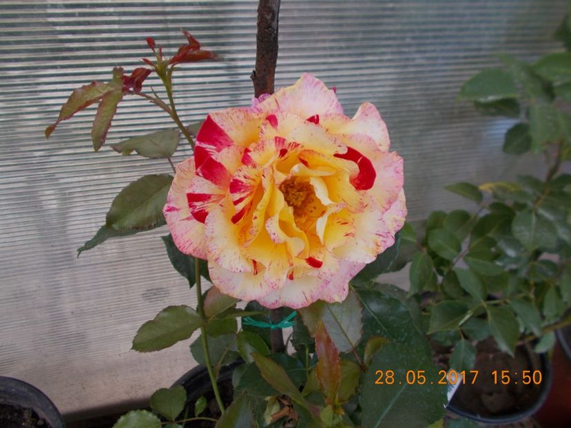 camille pissarro - TRANDAFIRI 2017