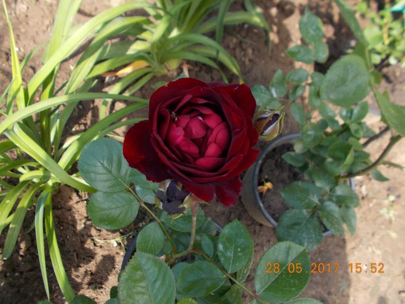  - TRANDAFIRI 2017