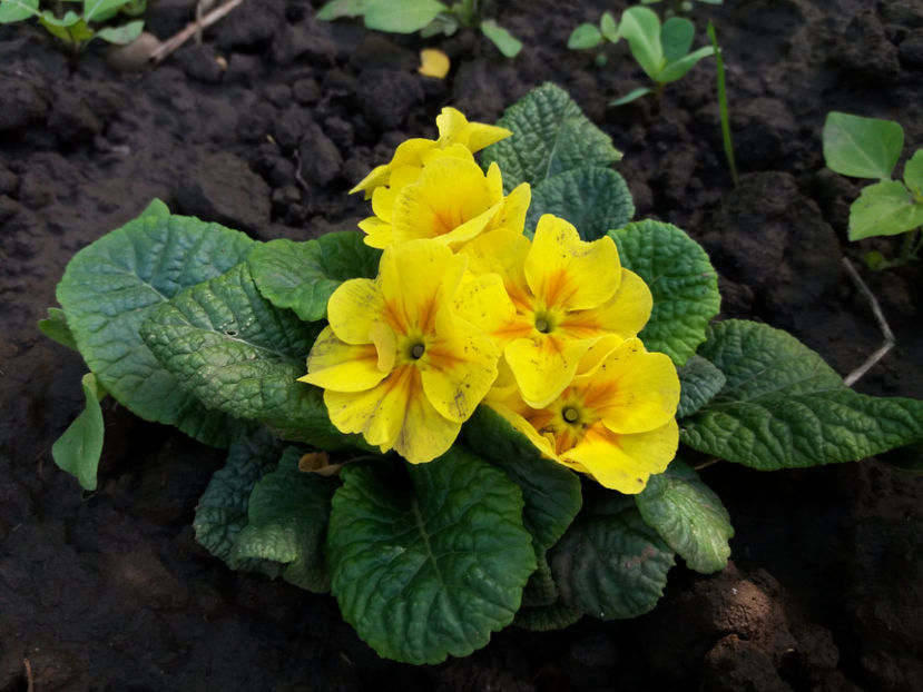 Picture 131 - Vara 2017