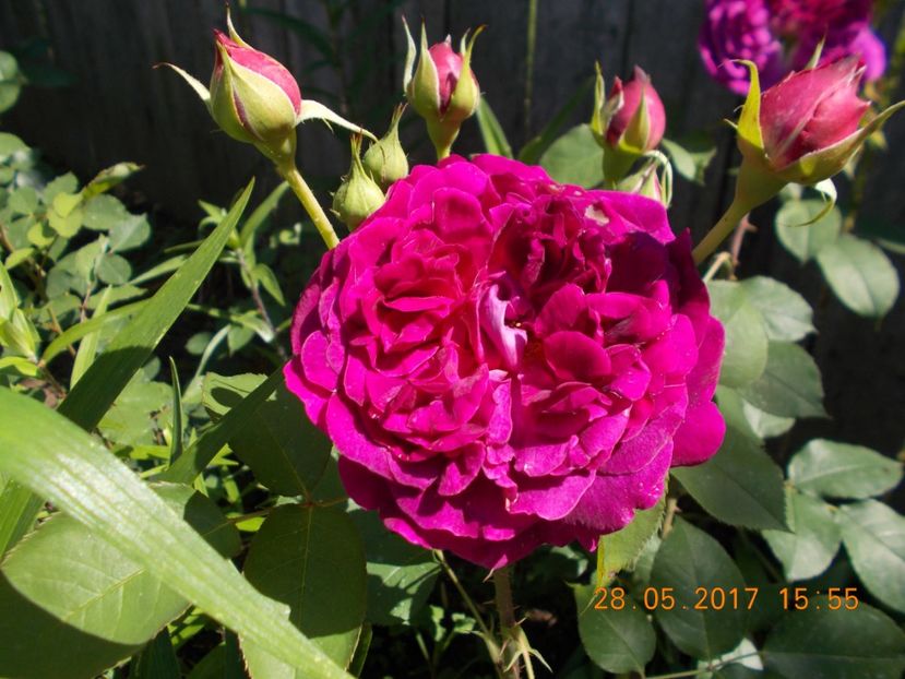  - TRANDAFIRI 2017