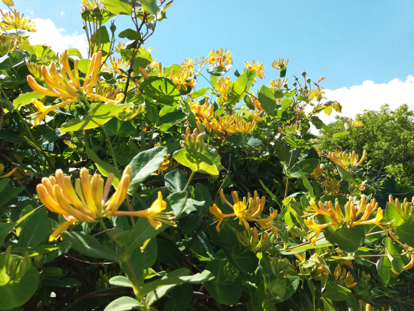 Picture 149 - Vara 2017