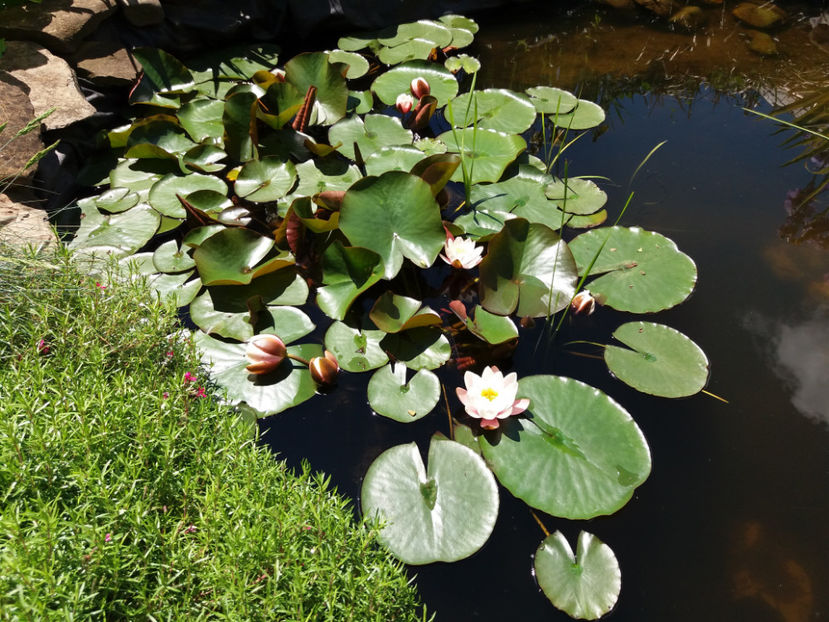 Picture 165 - Vara 2017