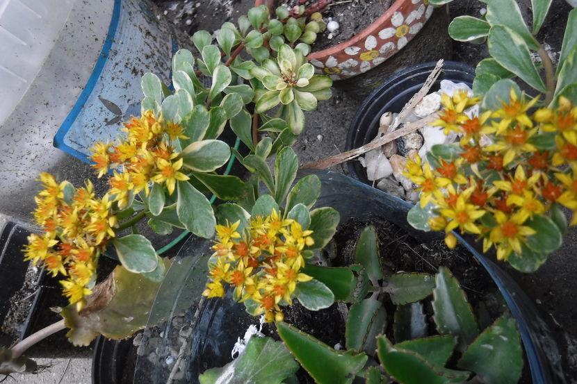  - Florile mele - 2017