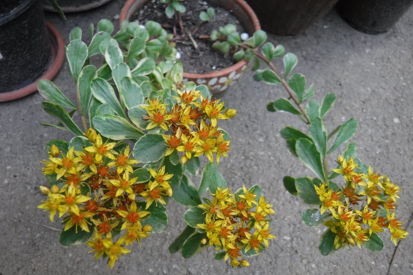  - Florile mele - 2017