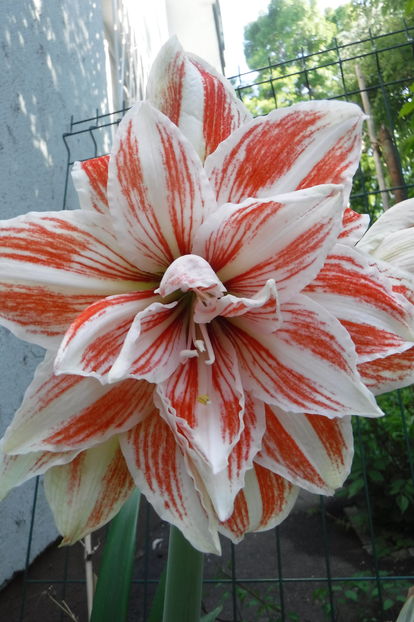  - Florile mele - 2017