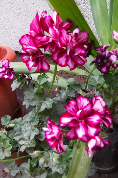  - Florile mele - 2017