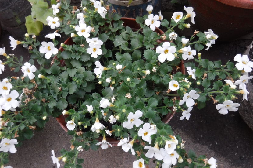  - Florile mele - 2017