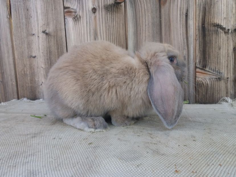 28.05.2017 - a_F_IZABELL_B