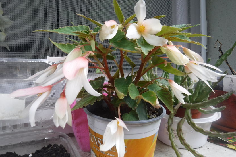  - Florile mele - 2017