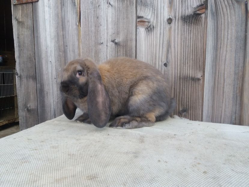 28.05.201 - b_M_THURINGER_3