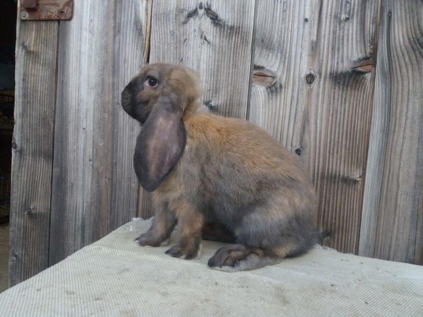 728.05.2017 - b_M_THURINGER_3