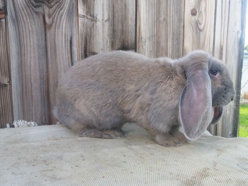 28.05.2017 - a_F_IZABELL_A