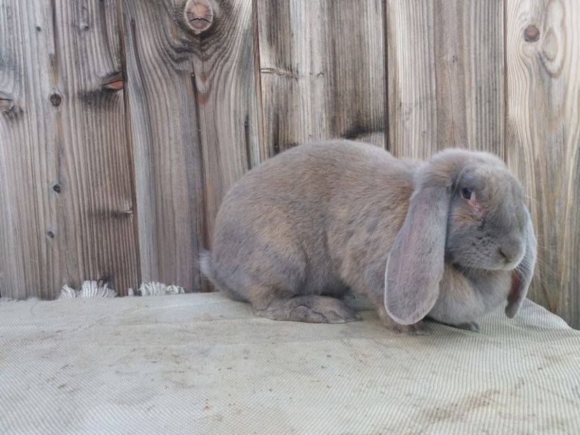 28.05.2017 - a_F_IZABELL_A