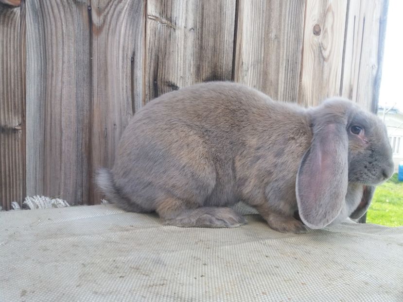 28.05.2017 - a_F_IZABELL_A