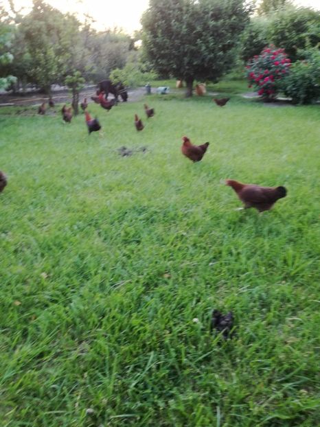  - Welsumer pitic in gradina